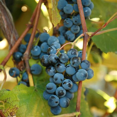 Concord Grape Vines For Sale | Double A Vineyards