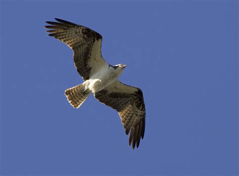 Free picture: osprey, bird, flight