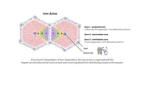 Liver Acinus | Medicine studies, Study schedule, Science notes