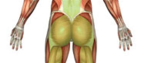 Low Back Pain and Green Light Reflex - Learn Somatics