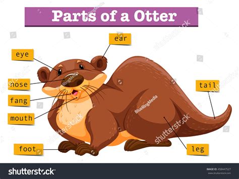 Anatomy Cute Otter Illustration Stock Vector (Royalty Free) 458447527 | Shutterstock