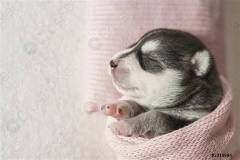 Where Should My Husky Puppy Sleep