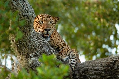 Leopardo cazando un buitre | Animales en Video