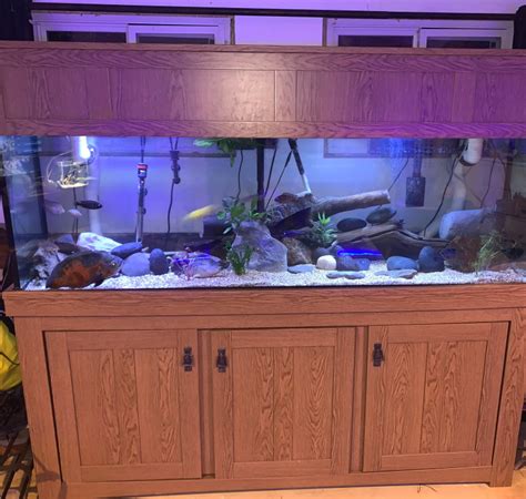 Beautiful 125 gallon aquarium (stocked) | Fish for Rehoming | Napanee | Kijiji