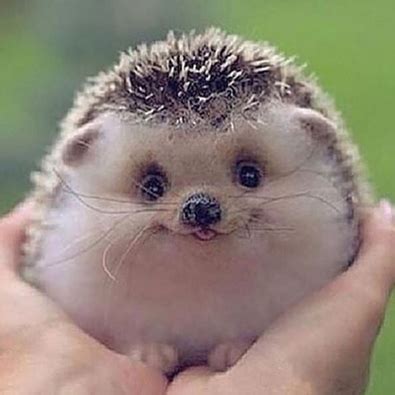 Smiling Hedgehog | Critters | Pinterest | Hedgehogs, Animal and ...