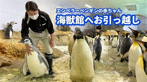 【エンペラーペンギン赤ちゃん】「海獣館」へお引っ越し！ - YouTube