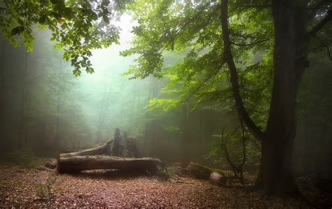 A Stunning Collection That Will Make You Want To Photograph A Forest Right Away - VIEWBUG.com