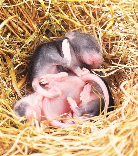 How Many Babies Do Mice Have In A Litter And In Their Lifetime