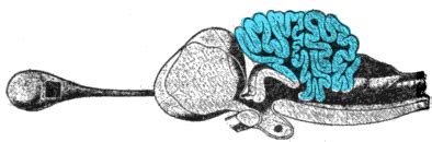 File:Porbeagle shark brain.png - Wikimedia Commons