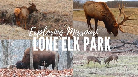 LONE ELK PARK — Elk + Bison in St. Louis?? || FREE Things to Do in St. Louis, Missouri - YouTube