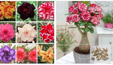 Adenium Obesum Desert Rose Seeds 4 Particles - Pure Bonsai