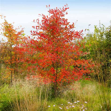 Autumn Brilliance Serviceberry Trees for Sale – FastGrowingTrees.com