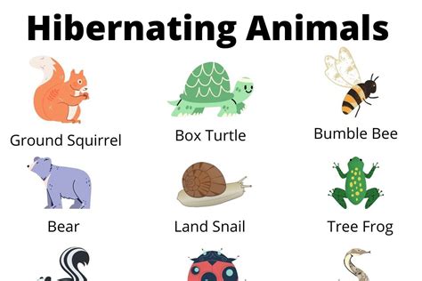 List Of Animals That Hibernate