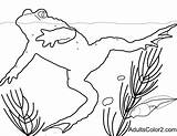 Tadpole Coloring Page sketch template