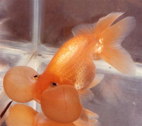 Bubble Eye Goldfish bred by Rick Graham | Peces de acuario, Especies de ...