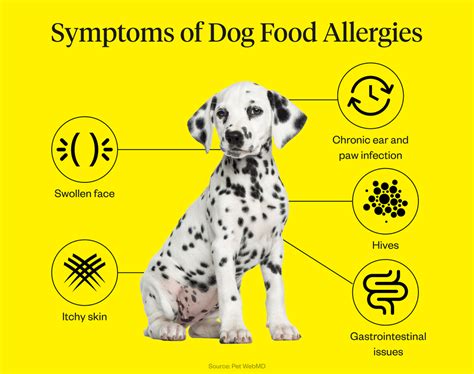 Dog Food Allergy Symptoms, Causes, & Treatment | Dutch (2022)