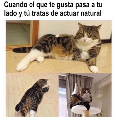 Memes Graciosos De Perros Y Gatos | The Best Porn Website