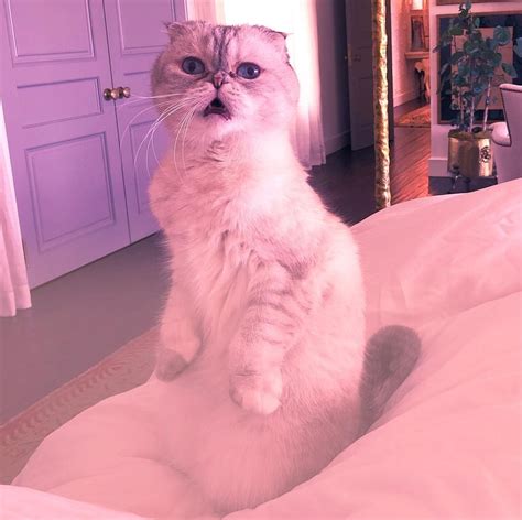 Taylor Swift Cat Benjamin Button Breed - Vareat