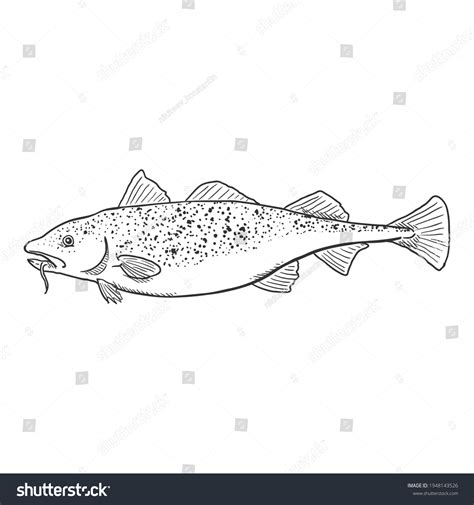 Sketch Cod Fish Vector Illustration Side Stock Vector (Royalty Free ...