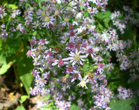 Wildflowers | On the Appalachian Trail | sh1mm3r | Flickr