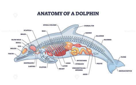 Anatomy of dolphin as animal inner physiological structure outline diagram | Dolphins, Marine ...