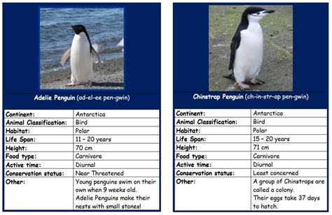 Penguin Fact cards | Penguin facts, Penguins, Animal classification