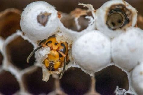 More than 500 'murder hornets' collected from first known nest in US ...