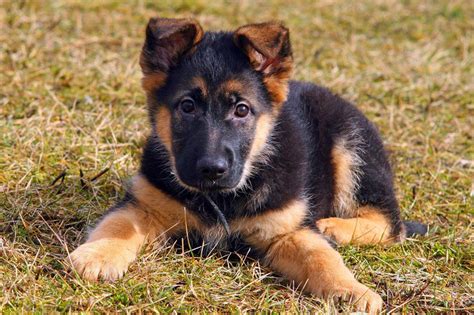 Meet the German Shepherd Dog!