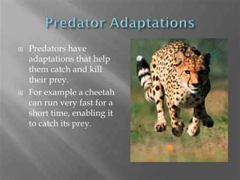 PPT - Ecological Interactions PowerPoint Presentation - ID:2627901