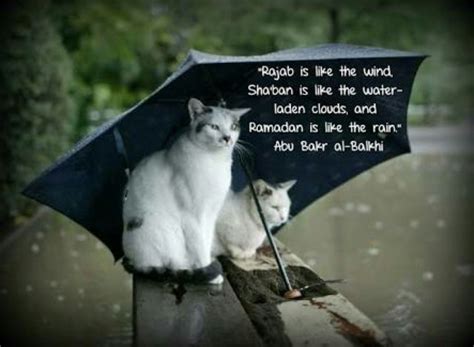 Pin by Inayani DiMi on Cat Quotes | Animals, Cats, Cats and kittens