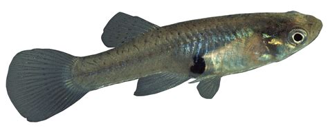 Gambusia or mosquitofish | Business Queensland