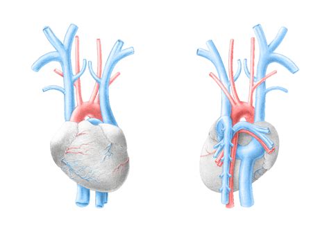 Superficial anatomy of the heart of Rattus norvegicus - Julie Lefevre