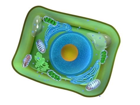 Plant cell 3D model | CGTrader