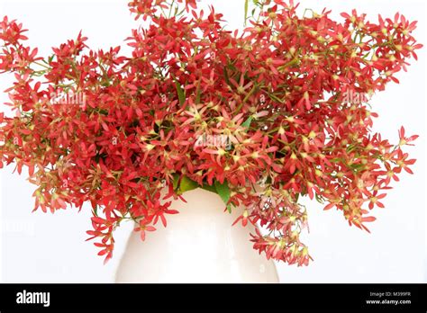 Australian Christmas bush flowers Stock Photo - Alamy