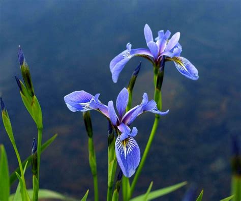 Iris Flower Wallpapers - Top Free Iris Flower Backgrounds - WallpaperAccess