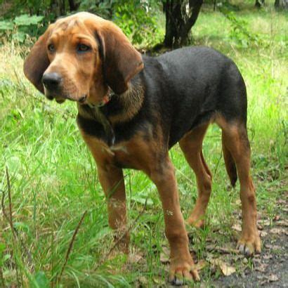 Polish Hound (Ogar polski) | Hunting dogs breeds, Hound puppies, Hound dog