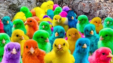 Ayam Warna warni,Ayam Lucu Dunia,Ayam Seluruh Dunia, Bulu Warna warni ...