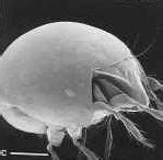 Soil Mites: Identification & Treatment - Lesson | Study.com