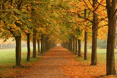 File:Autumn trees in Dresden.jpg - Wikimedia Commons