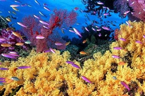 Aquatic Ecosystems - Characteristics, Types, Flora and Fauna