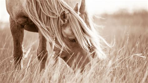 Black and White Wild Horse Photography by Lisa Cueman