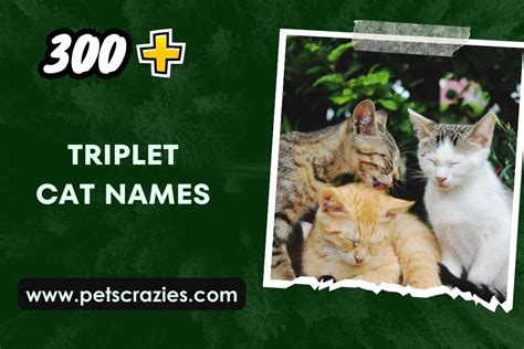 300+ Triplet Cat Names (Perfect Pairings)