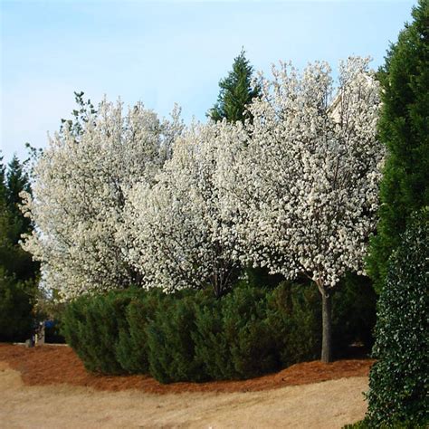 Cleveland Flowering Pear Trees for Sale – FastGrowingTrees.com