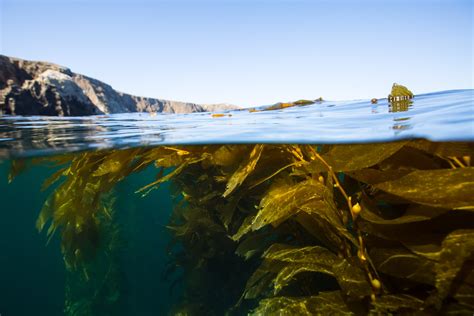 Kelp Keepers — The Otter Project