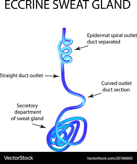 Eccrine Sweat Glands On Body