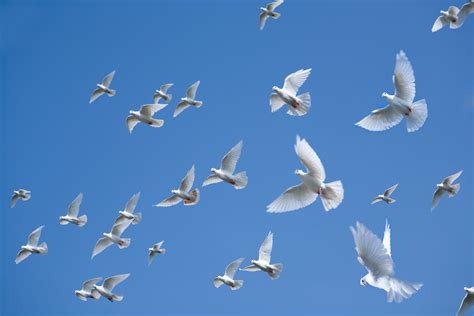 3 Unique Benefits of Funeral Dove Releases - A Sign of Peace White Dove ...