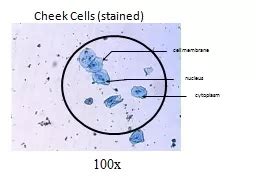 PPT - Cheek Cells (stained) PowerPoint Presentation