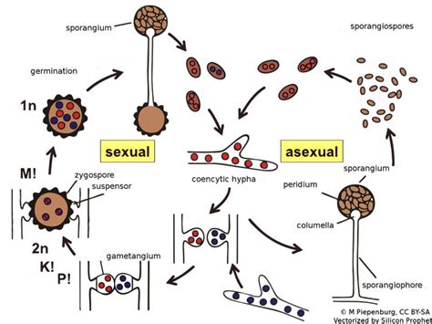 Asexual Reproduction In Mucor Asexual Life Cycle Of Mucor Youtube My ...