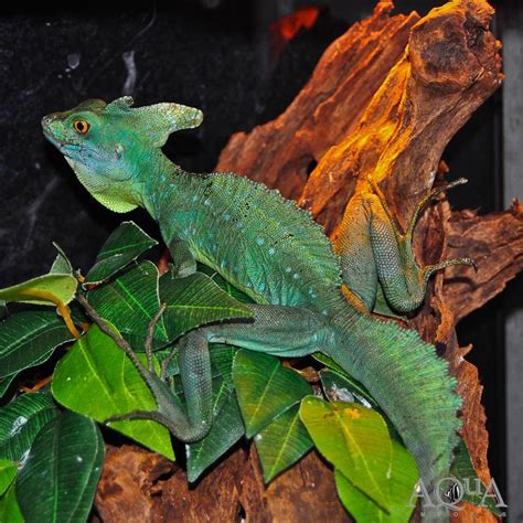 Green Basilisk Lizard (Basiliscus plumifrons) - Aqua Imports