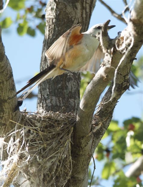 Facts About the Scissor-Tailed Flycatcher - Owlcation